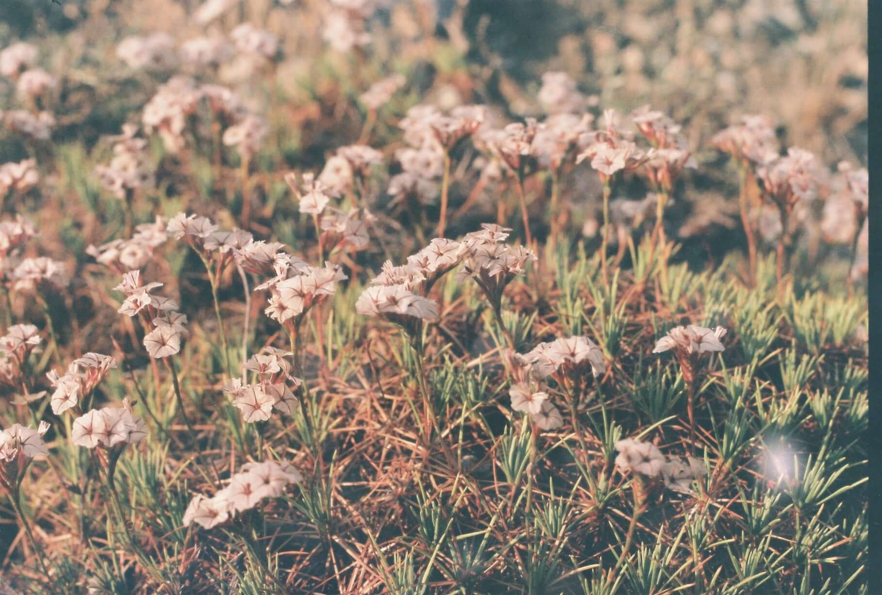 Analog photograph from Evren Ucar archive 19